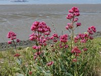 Centranthus ruber 22, Rode spoorbloem, Saxifraga-Ed Stikvoort