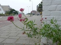 Centranthus ruber 23, Rode spoorbloem, Saxifraga-Jelle van Dijk