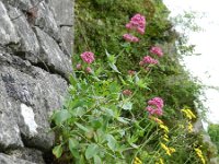 Centranthus ruber 24, Rode spoorbloem, Saxifraga-Rutger Barendse