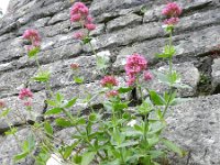 Centranthus ruber 25, Rode spoorbloem, Saxifraga-Rutger Barendse