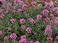 Centranthus ruber 26, Rode spoorbloem, Saxifraga-Harry Jans