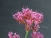 Centranthus ruber 3, Rode spoorbloem, Saxifraga-Jan van der Straaten