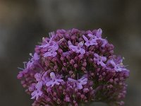 Centranthus ruber 4, Rode spoorbloem, Saxifraga-Willem van Kruijsbergen