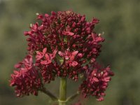 Centranthus ruber 6, Rode spoorbloem, Saxifraga-Willem van Kruijsbergen