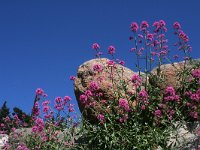 Centranthus ruber 7, Rode spoorbloem, Saxifraga-Kars Veling