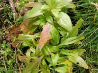 Centranthus ruber 8, Rode spoorbloem, Saxifraga-Rutger Barendse