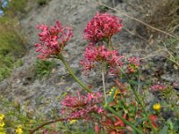 Centranthus ruber 9, Rode spoorbloem, Saxifraga-Rutger Barendse