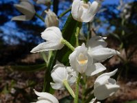 Cephalanthera longifolia 53, Wit bosvogeltje, Saxifraga-Ed Stikvoort