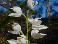 Cephalanthera longifolia 54, Wit bosvogeltje, Saxifraga-Ed Stikvoort