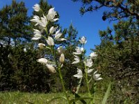 Cephalanthera longifolia 55, Wit bosvogeltje, Saxifraga-Ed Stikvoort