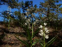 Cephalanthera longifolia 56, Wit bosvogeltje, Saxifraga-Ed Stikvoort