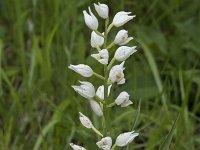 Cephalanthera longifolia 60, Wit bosvogeltje, Saxifraga-Willem van Kruijsbergen