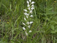 Cephalanthera longifolia 61, Wit bosvogeltje, Saxifraga-Willem van Kruijsbergen