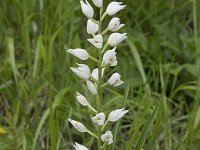 Cephalanthera longifolia 62, Wit bosvogeltje, Saxifraga-Willem van Kruijsbergen