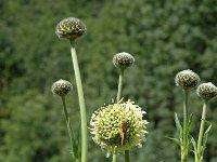 Cephalaria alpina 1, Saxifraga-Jan van der Straaten