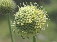 Cephalaria alpina 3, Saxifraga-Marijke Verhagen