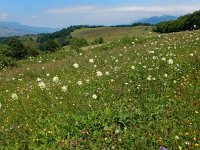 Cephalaria gigantea 10, Saxifraga-Ed Stikvoort