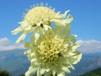 Cephalaria gigantea 12, Saxifraga-Ed Stikvoort