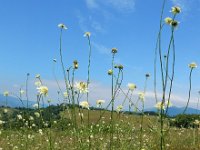 Cephalaria gigantea 13, Saxifraga-Ed Stikvoort