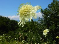 Cephalaria gigantea 14, Saxifraga-Ed Stikvoort