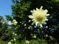 Cephalaria gigantea 15, Saxifraga-Ed Stikvoort