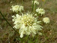 Cephalaria gigantea 18, Saxifraga-Ed Stikvoort