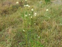 Cephalaria gigantea 7, Saxifraga-Ed Stikvoort