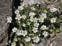 Cerastium alpinum 20, Saxifraga-Harry Jans