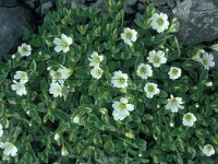 Cerastium alpinum 21, Saxifraga-Jan van der Straaten