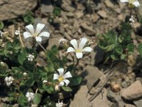 Cerastium alpinum 23, Saxifraga-Jan van der Straaten