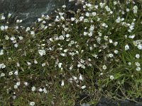 Cerastium alpinum 1, Saxifraga-Willem van Kruijsbergen