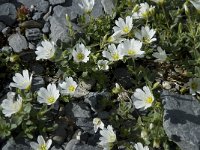 Cerastium alpinum 10, Saxifraga-Willem van Kruijsbergen