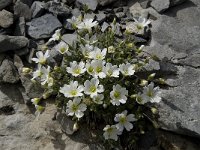 Cerastium alpinum 11, Saxifraga-Willem van Kruijsbergen