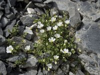 Cerastium alpinum 12, Saxifraga-Willem van Kruijsbergen