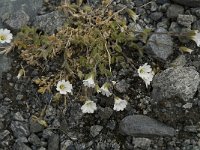 Cerastium alpinum 13, Saxifraga-Willem van Kruijsbergen