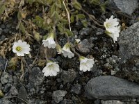 Cerastium alpinum 14, Saxifraga-Willem van Kruijsbergen