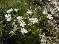 Cerastium alpinum 16, Saxifraga-Willem van Kruijsbergen