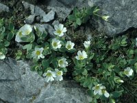 Cerastium alpinum 22, Saxifraga-Jan van der Straaten