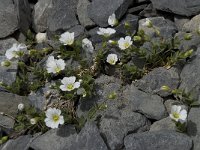 Cerastium alpinum 4, Saxifraga-Willem van Kruijsbergen