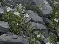 Cerastium alpinum 5, Saxifraga-Willem van Kruijsbergen