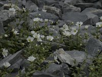 Cerastium alpinum 6, Saxifraga-Willem van Kruijsbergen