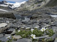 Cerastium alpinum 7, Saxifraga-Willem van Kruijsbergen