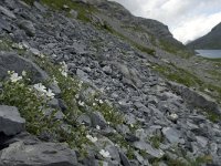 Cerastium alpinum 8, Saxifraga-Willem van Kruijsbergen