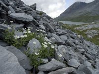 Cerastium alpinum 9, Saxifraga-Willem van Kruijsbergen