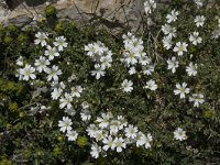 Cerastium arvense 56, Akkerhoornbloem, Saxifraga-Willem van Kruijsbergen