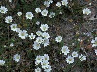 Cerastium arvense 1, Akkerhoornbloem, Saxifraga-Piet Zomerdijk