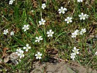 Cerastium arvense 2, Akkerhoornbloem, Saxifraga-Willem van Kruijsbergen