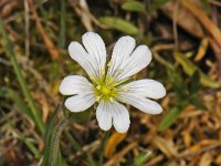 Cerastium arvense #47154 : Cerastium arvense, Akkerhoornbloem