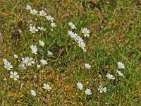 Cerastium arvense #47151 : Cerastium arvense, Akkerhoornbloem