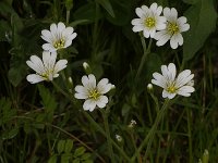 Cerastium arvense 25, Akkerhoornbloem, Saxifraga-Kees Marijnissen